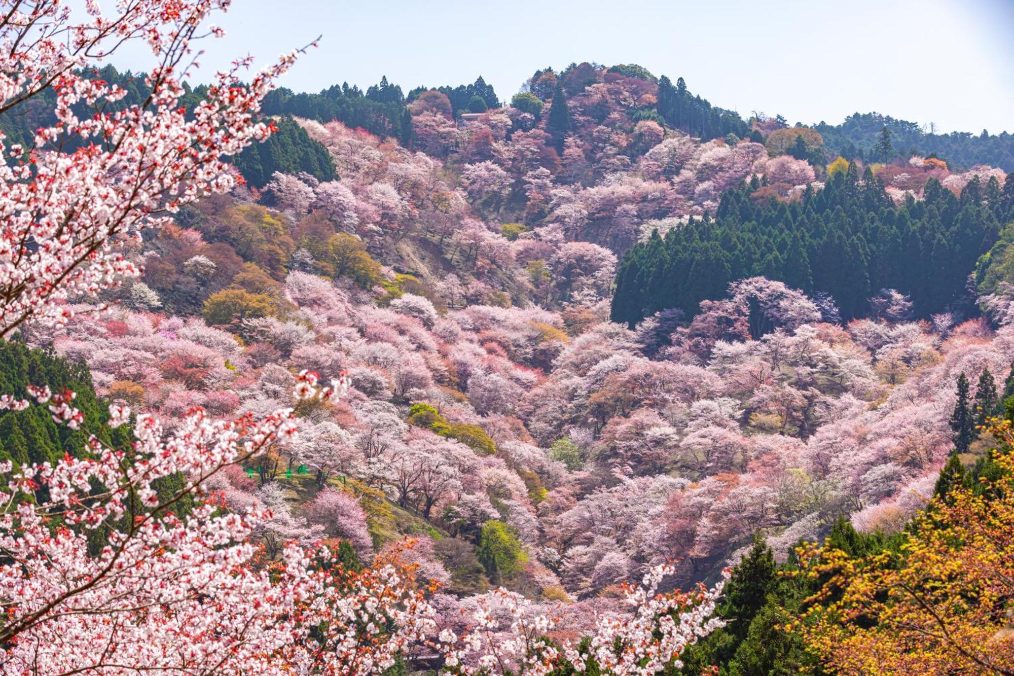 Marufukuro 京都